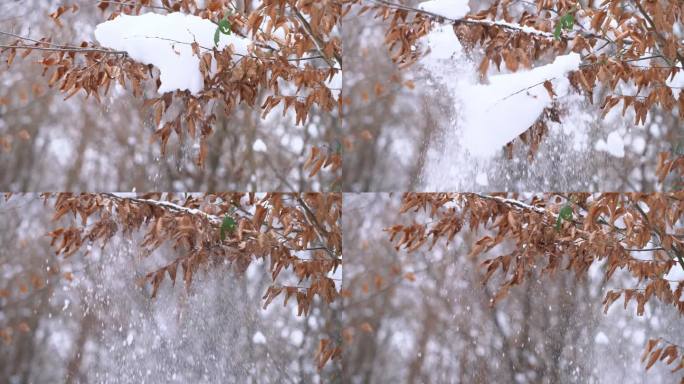 慢速电机。雪花飘落成五颜六色的秋叶