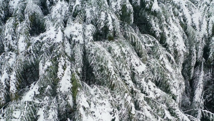 浙江安吉竹林大雪