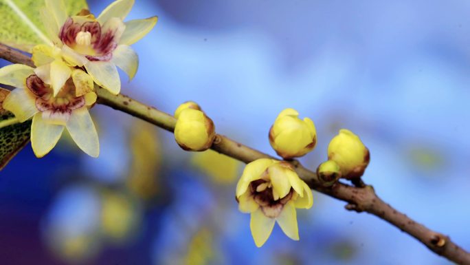 蜡梅腊梅梅花开花延时视频