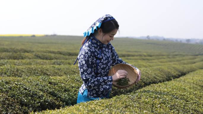 采茶的年轻女子品茶茶叶展示茶树
