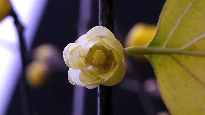 蜡梅腊梅梅花开花延时视频