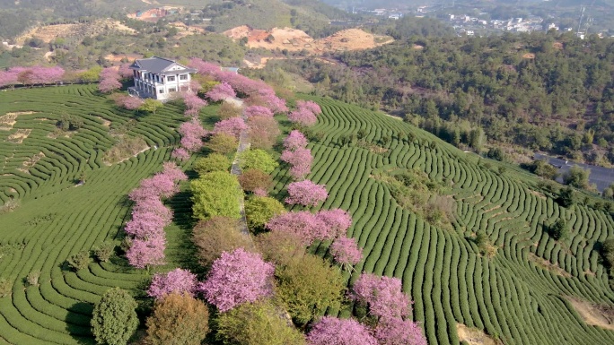 空中拍摄绿色茶园中粉红色樱桃树形成的线条和图案