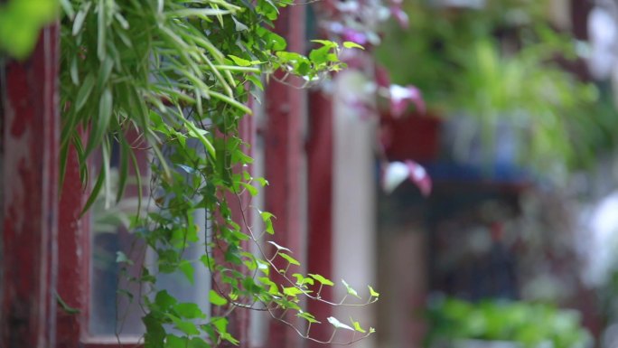 黄陂一里 笼中鸟 植物 老城区 老窗棂