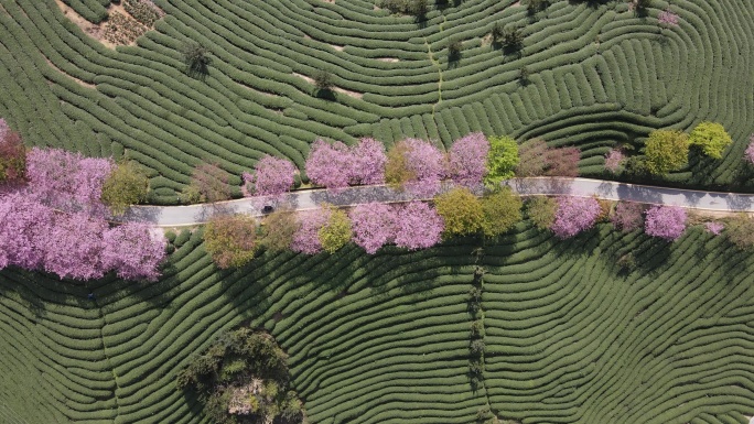 美丽的樱花有机茶园鸟瞰图