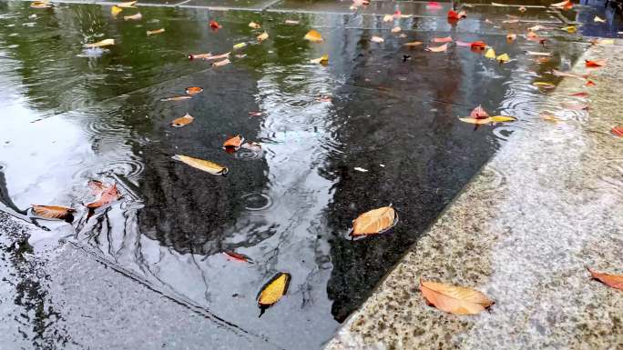 4k60帧实拍雨中下雨路面树叶公园倒影