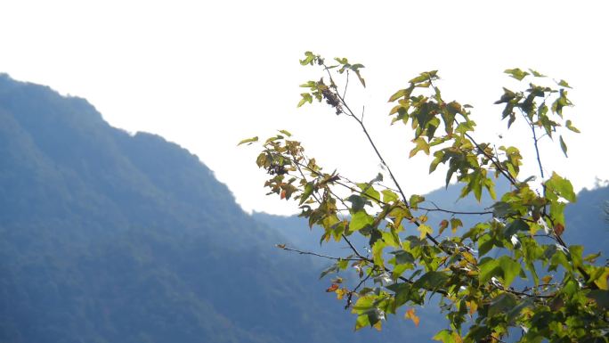 大山里面的绿植