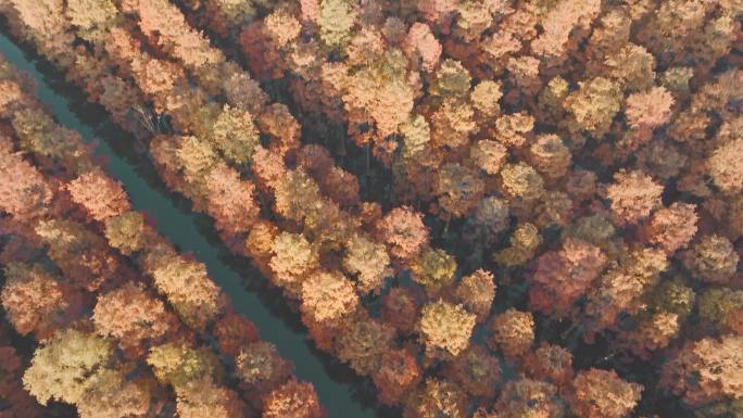 冬日武汉涨渡湖湿地红色水上森林杉树