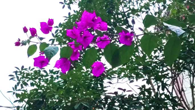 一支随风摆动的紫色三角梅光叶子花