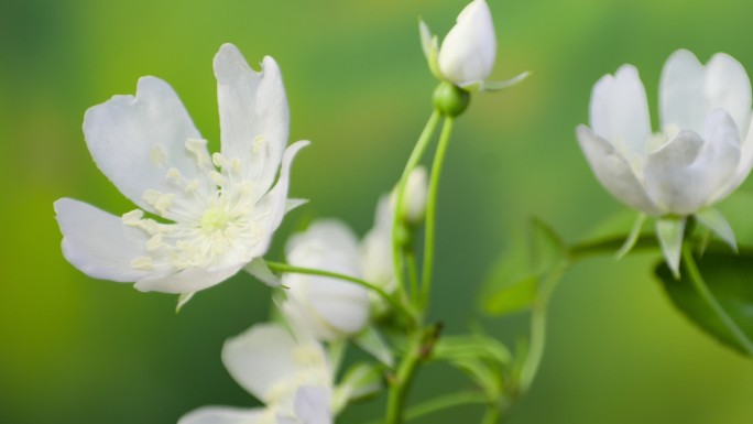 野蔷薇开花延时摄影