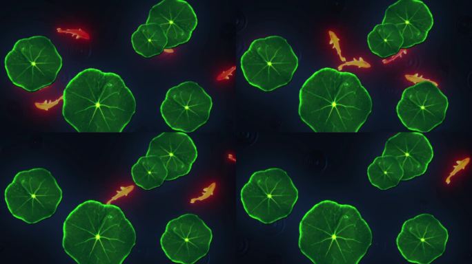 池塘 鱼群 锦鲤 红鲤鱼 夏天 水池荷叶