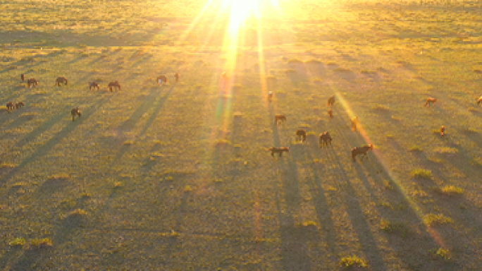 航拍唯美 夕阳逆光的马群 畜牧业养殖