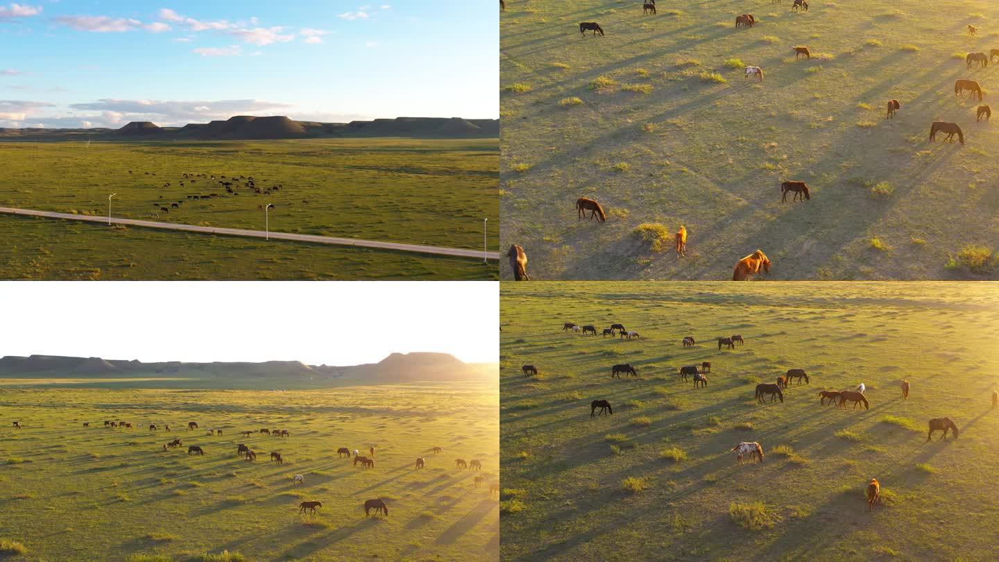 航拍唯美 夕阳逆光的马群 畜牧业养殖