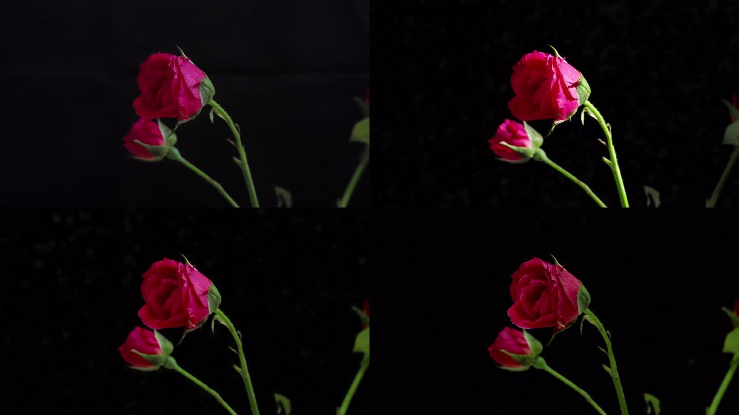玫瑰花开放过程延时摄影