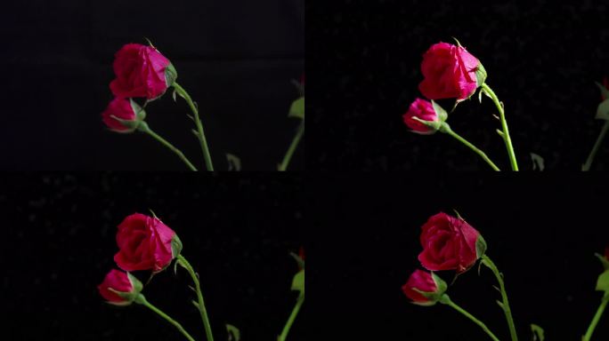 玫瑰花开放过程延时摄影
