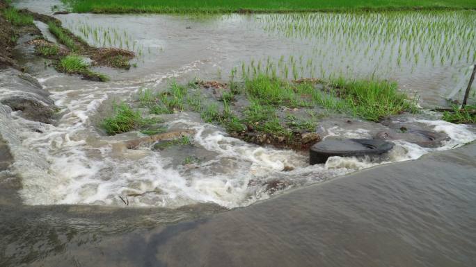 泛滥的排放水稻水田