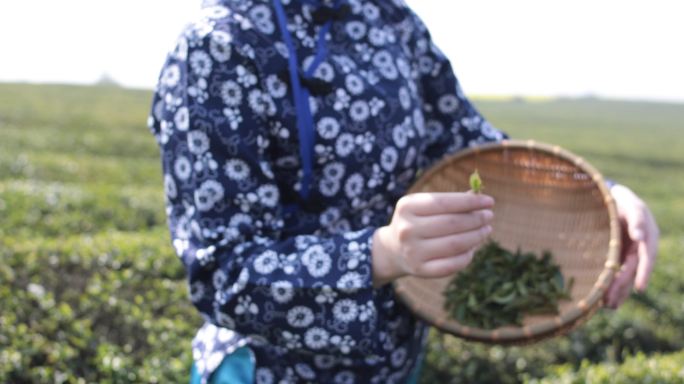 采茶的年轻女子采茶女嫩叶给你茶园