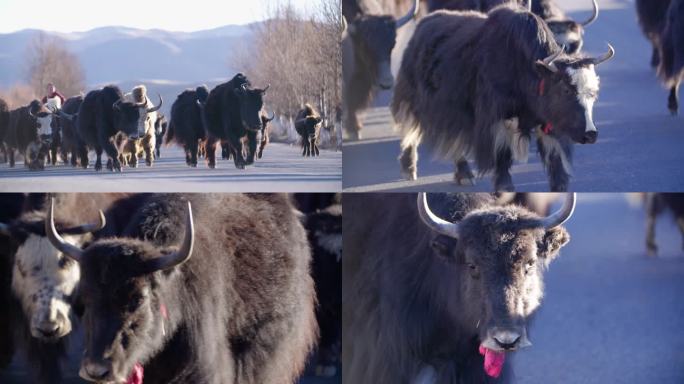 冬季草原牦牛 牛群在公路行走西藏牦牛