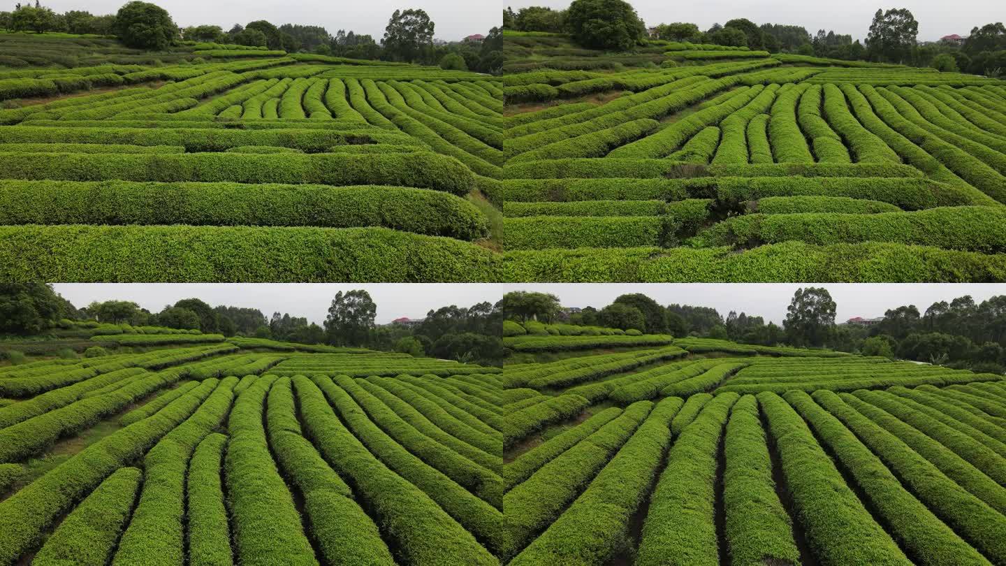 绿茶园空中视频大片茶园茶叶种植农田乡村振