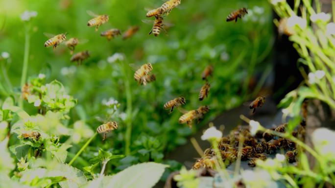 慢镜头蜂群飞舞蜜蜂在春天田野间养蜂场