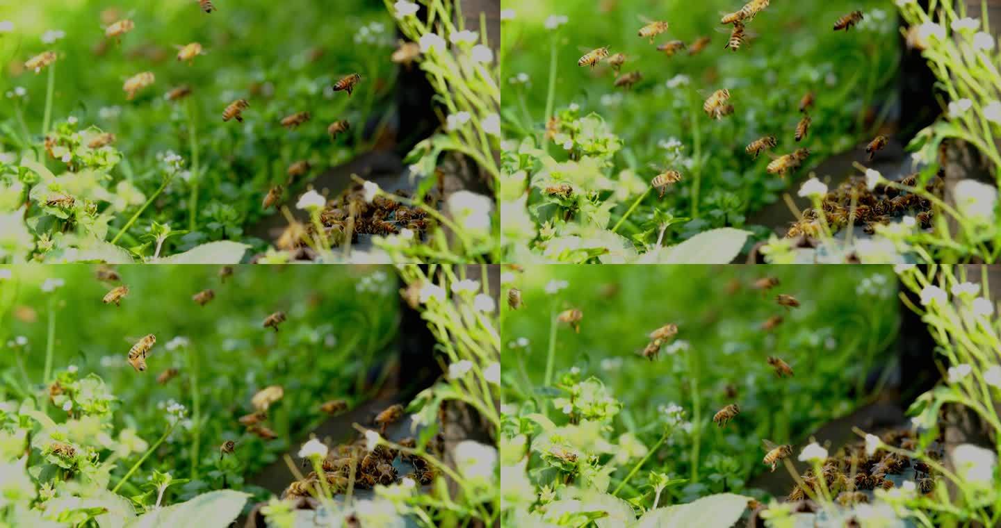 慢镜头蜂群飞舞蜜蜂在春天田野间养蜂场