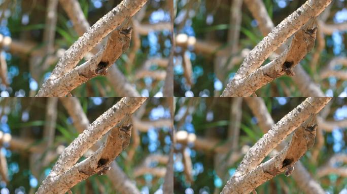 麻雀啄木鸟正在喂小鸟。