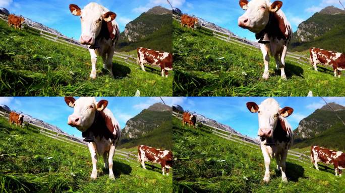 与高山牧场上放牧的奶牛面对面