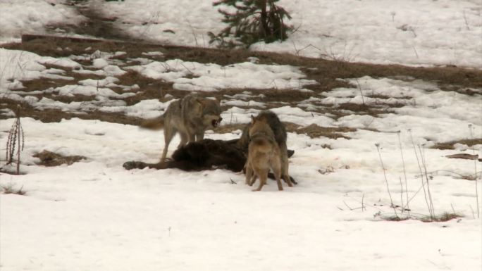 狼和受害者野狼群雪地捕猎捕食