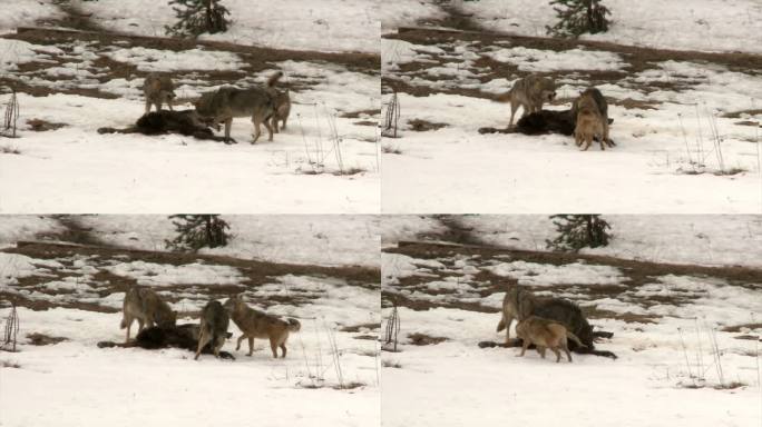 狼和受害者野狼群雪地捕猎捕食