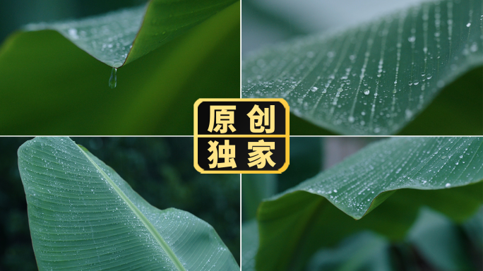 下雨雨天雨打芭蕉叶水滴露珠唯美意境