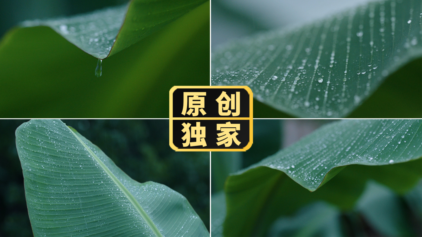 下雨雨天雨打芭蕉叶水滴露珠唯美意境