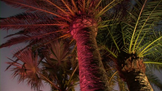 HD：夜晚的棕榈树
