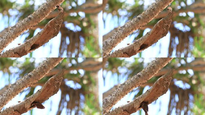 麻雀啄木鸟正在喂小鸟。