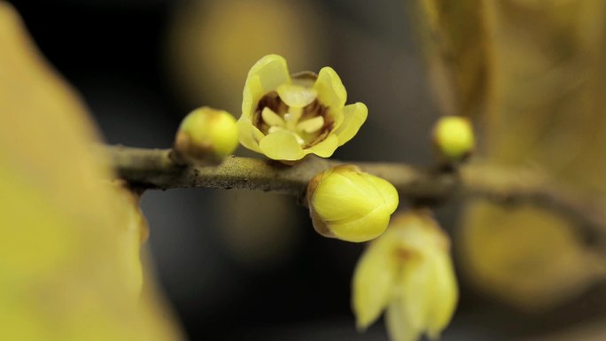 蜡梅腊梅梅花开花延时视频