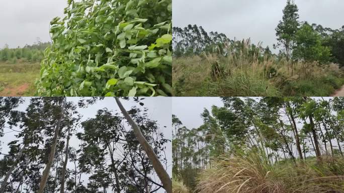 风吹树枝摇曳随风摇曳树叶枝叶摇摆绿树摆动