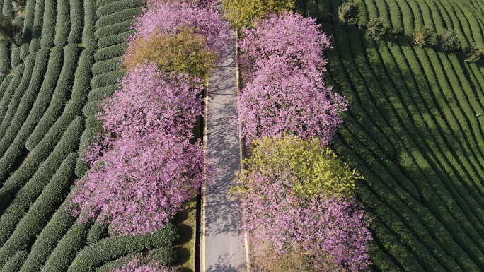 美丽的樱花有机茶园鸟瞰图