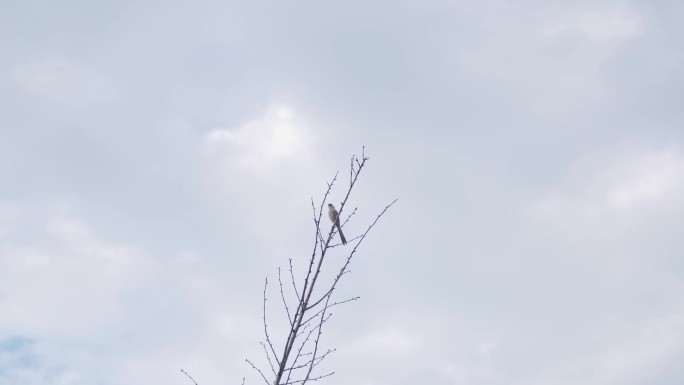 树枝上的鸟