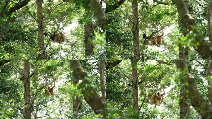 海南热带雨林国家公园 长臂猿实拍