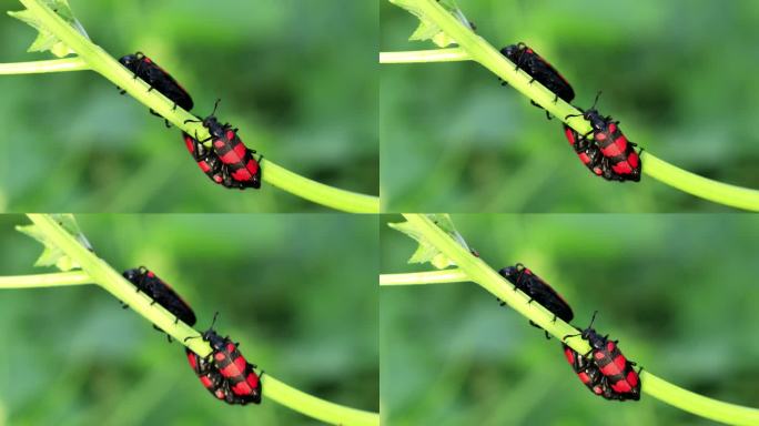 花园植物上的红色条纹水泡甲虫