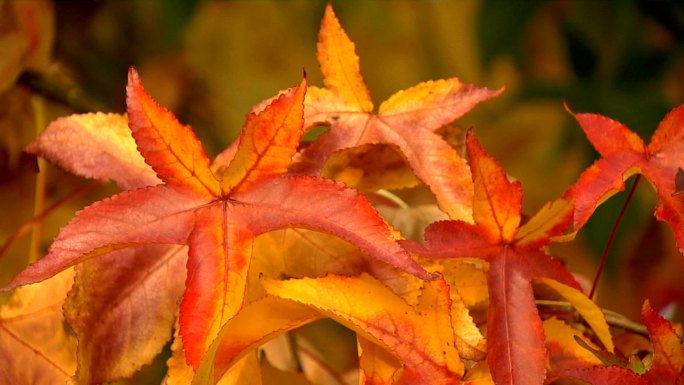 秋天的树叶红色橘色大自然
