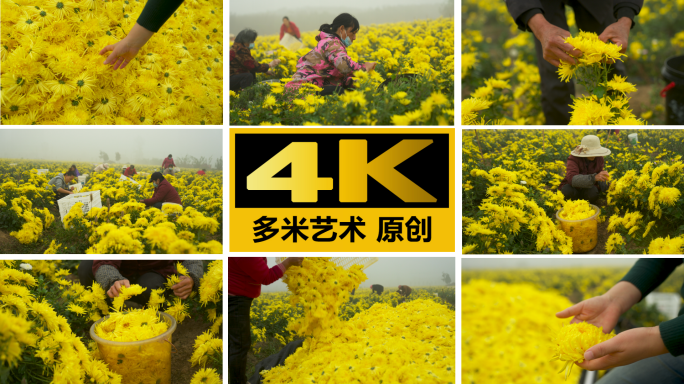 金丝皇菊大面积采摘