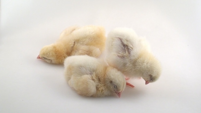 嗜睡症雏鸡刚孵化幼崽学习站立