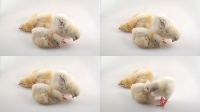 嗜睡症雏鸡刚孵化幼崽学习站立