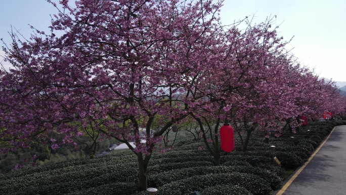 美丽的樱花有机茶园鸟瞰图