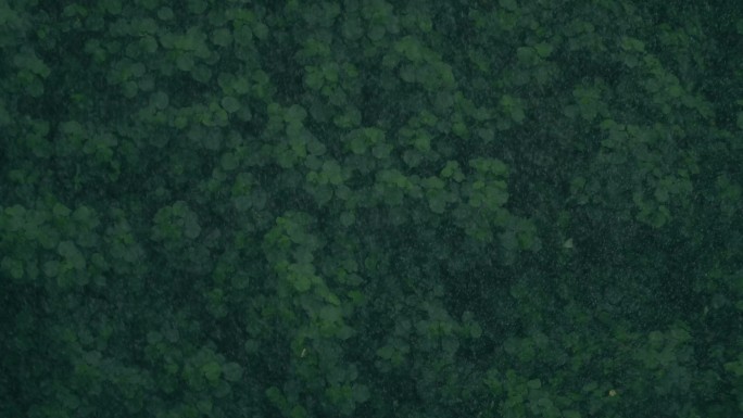 倾盆大雨暴雨如注森林大雨4k视频素材