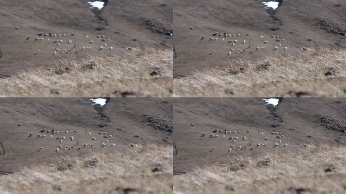 山间的一群羊