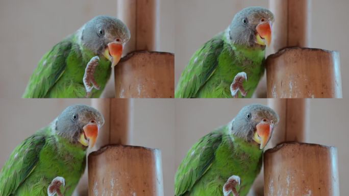 鹦鹉视频吃食的绿色鹦鹉
