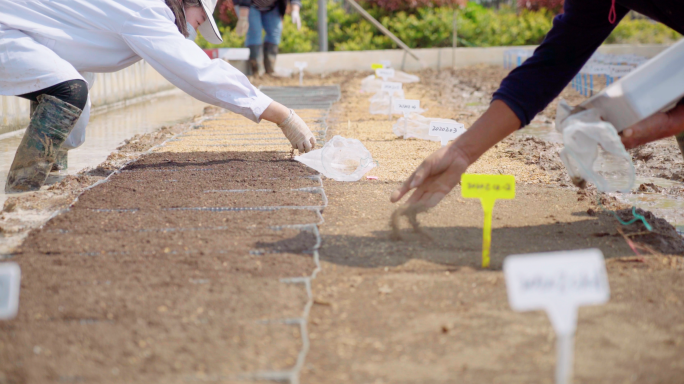 农业科研人员在水稻实验田里播种育苗