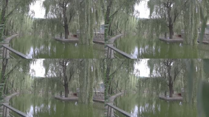 柳树 公园 湖 水 树