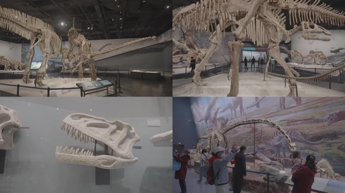 恐龙展览馆参观恐龙化石