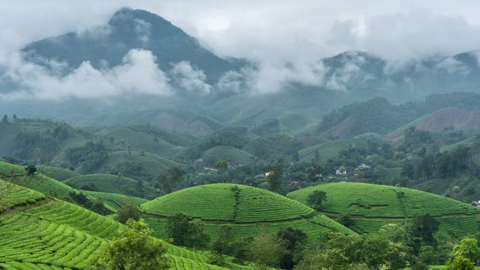 越南北部河内附近的新山区Long Coc茶园周围移动雾和云的时间流逝